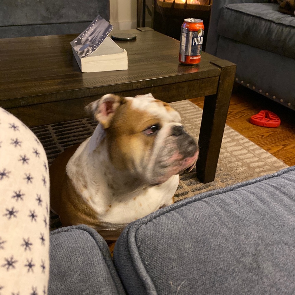 Meet your Posher, Bill